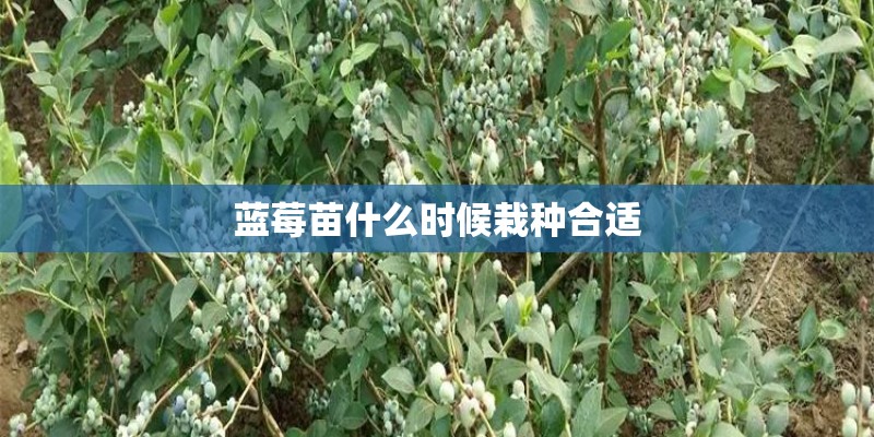 蓝莓苗什么时候栽种合适