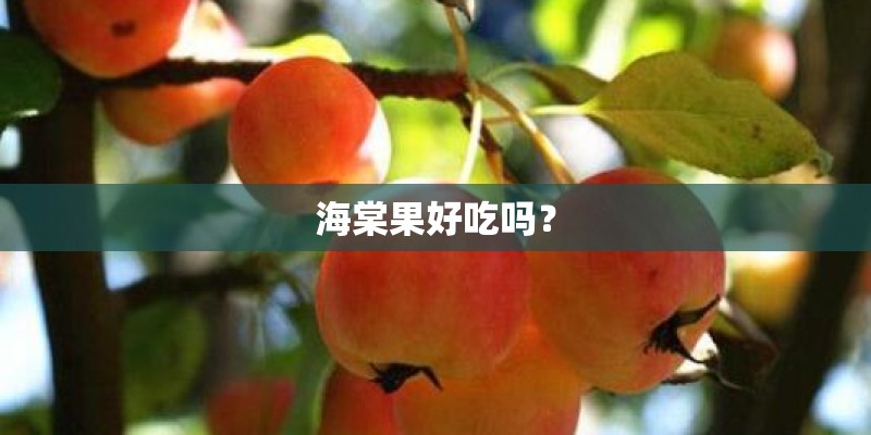海棠果好吃吗？