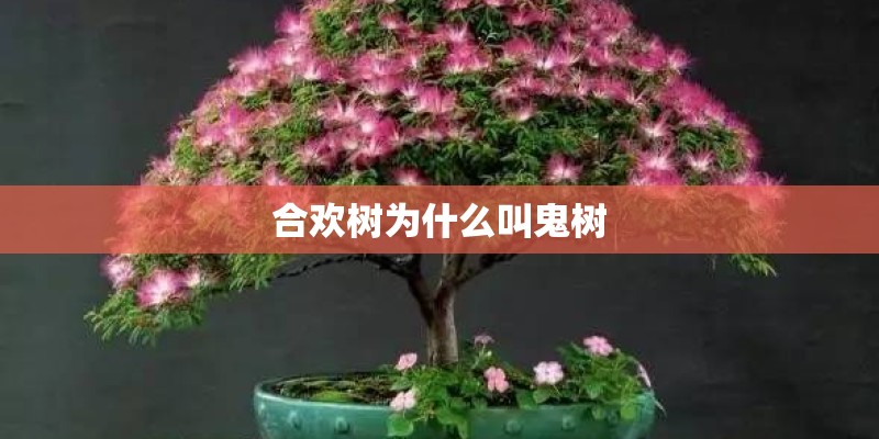合欢树为什么叫鬼树