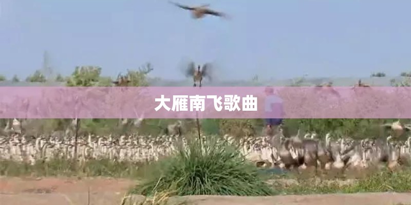 大雁南飞歌曲