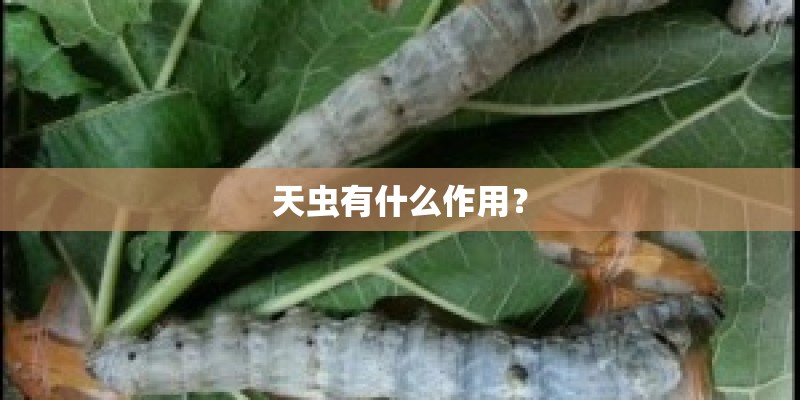 天虫有什么作用? 天虫有什么作用?