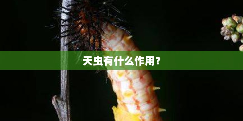 天虫有什么作用? 天虫有什么作用?