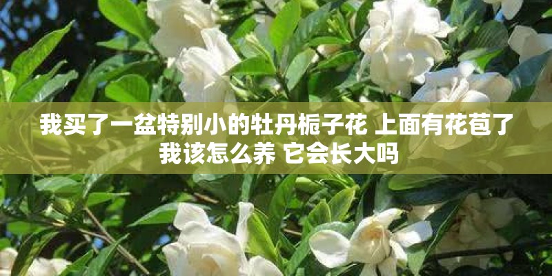 我买了一盆特别小的牡丹栀子花 上面有花苞了 我该怎么养 它会长大吗