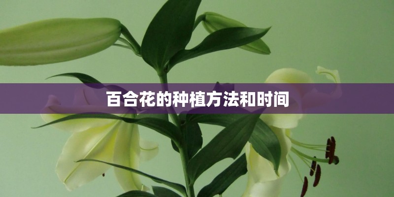 百合花的种植方法和时间