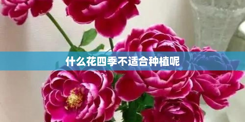 什么花四季不适合种植呢