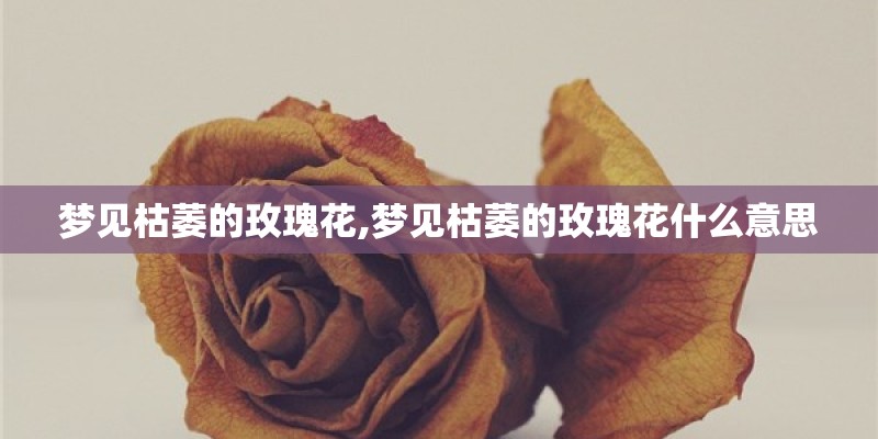梦见枯萎的玫瑰花,梦见枯萎的玫瑰花什么意思