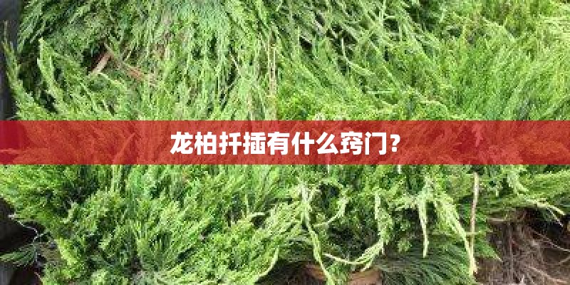 龙柏扦插有什么窍门? 龙柏扦插有什么窍门?