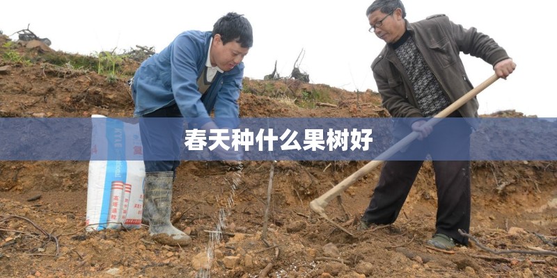 春天种什么果树好 春天种什么果树好
