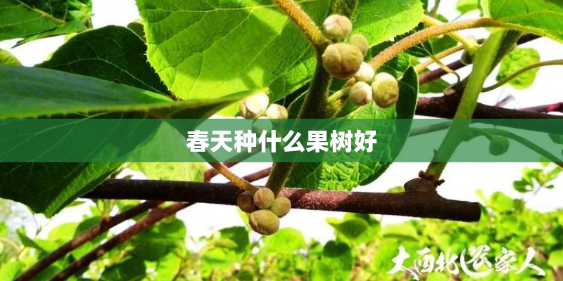 春天种什么果树好 春天种什么果树好