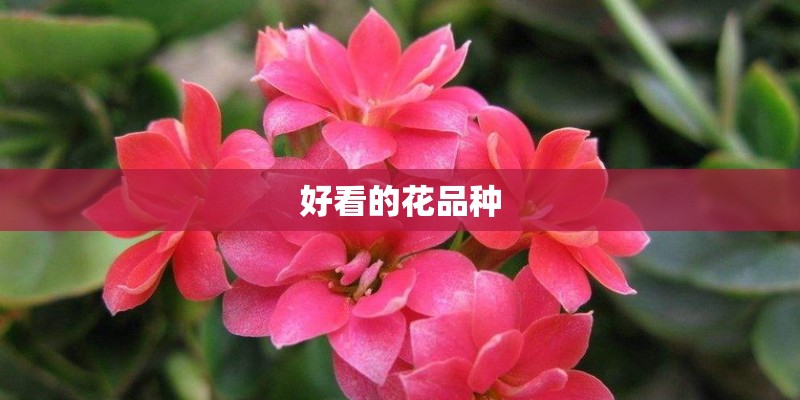 好看的花品种