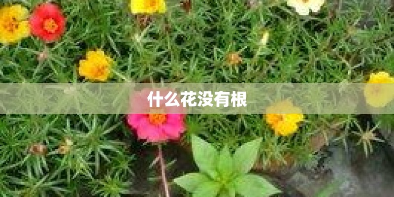 什么花没有根 什么花没有根