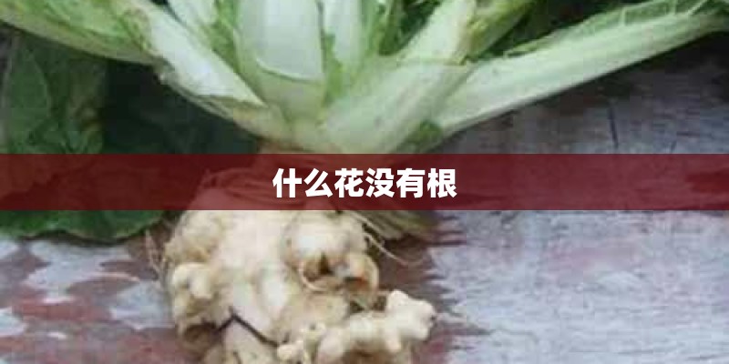 什么花没有根 什么花没有根