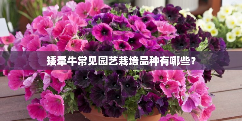 矮牵牛常见园艺栽培品种有哪些？