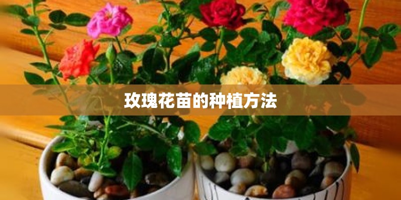 玫瑰花苗的种植方法