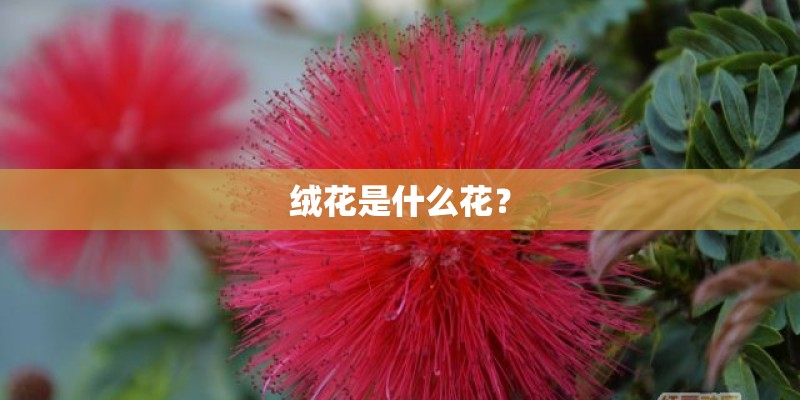 绒花是什么花？