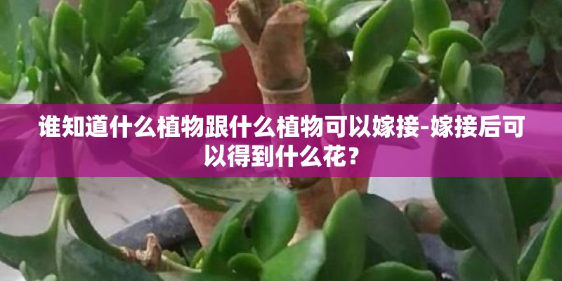 谁知道什么植物跟什么植物可以嫁接-嫁接后可以得到什么花？