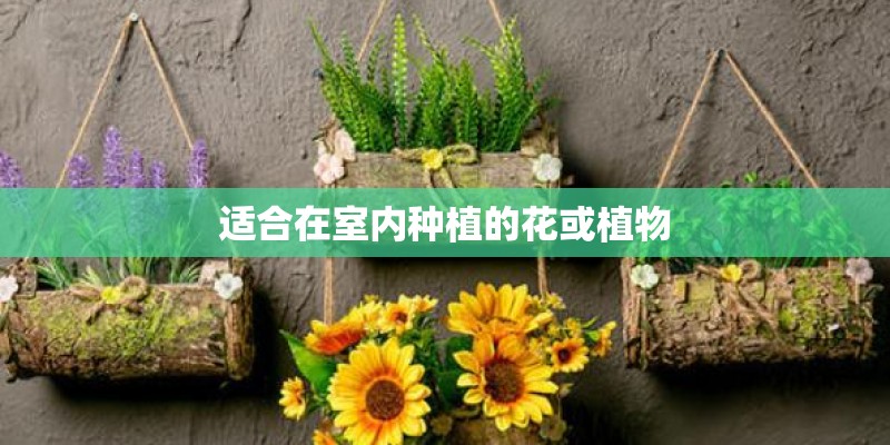 适合在室内种植的花或植物