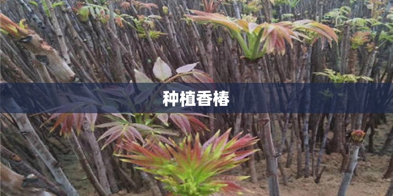 种植香椿