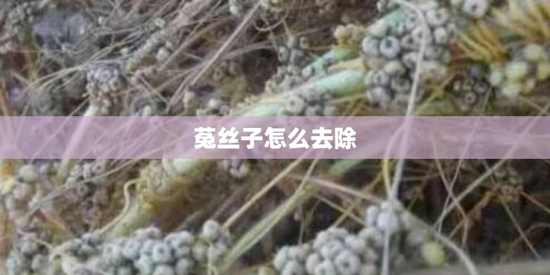 菟丝子怎么去除
