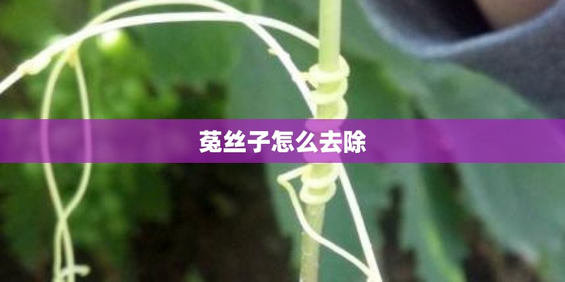 菟丝子怎么去除