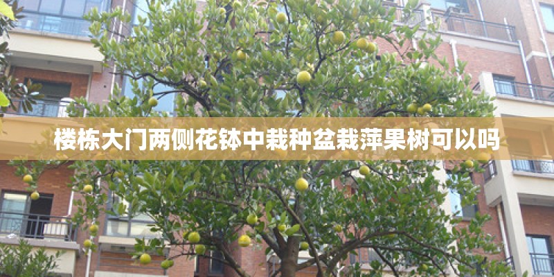 楼栋大门两侧花钵中栽种盆栽萍果树可以吗