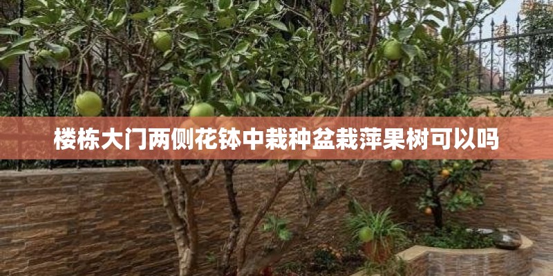 楼栋大门两侧花钵中栽种盆栽萍果树可以吗