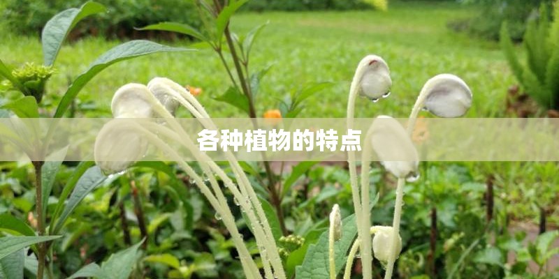 各种植物的特点