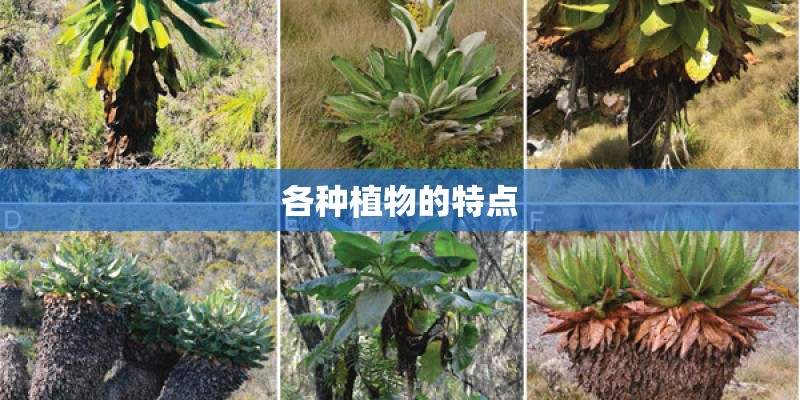 各种植物的特点