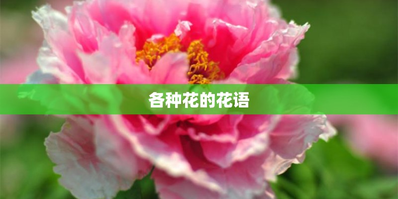 各种花的花语