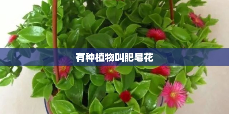 有种植物叫肥皂花
