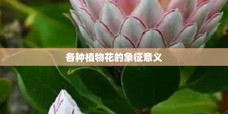 各种植物花的象征意义