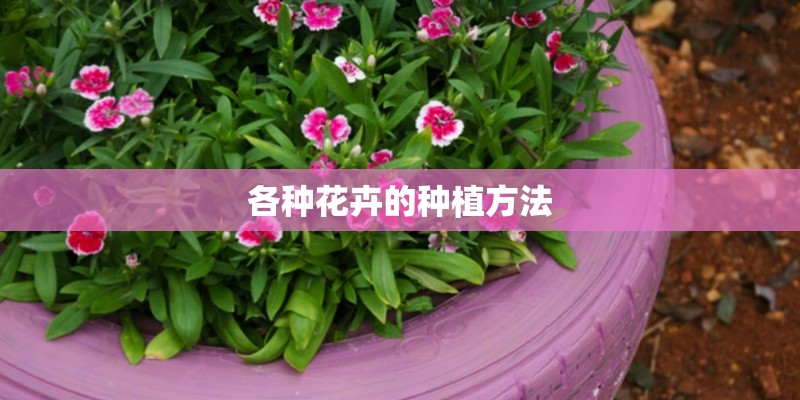 各种花卉的种植方法
