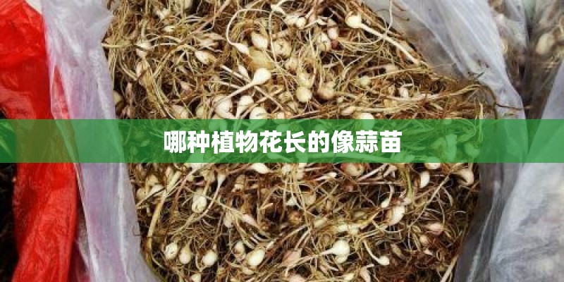 哪种植物花长的像蒜苗