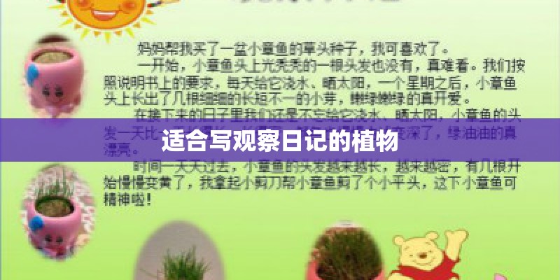 适合写观察日记的植物
