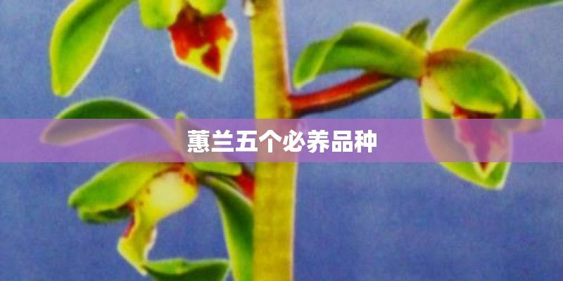 蕙兰五个必养品种 蕙兰五个必养品种