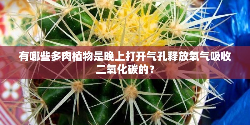 有哪些多肉植物是晚上打开气孔释放氧气吸收二氧化碳的？