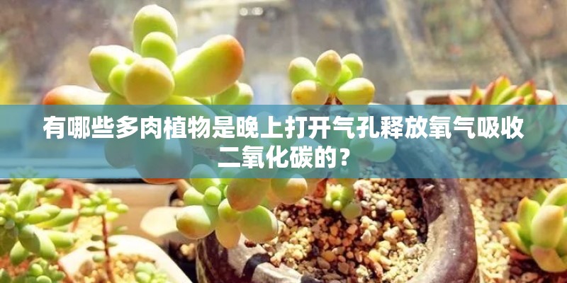 有哪些多肉植物是晚上打开气孔释放氧气吸收二氧化碳的？