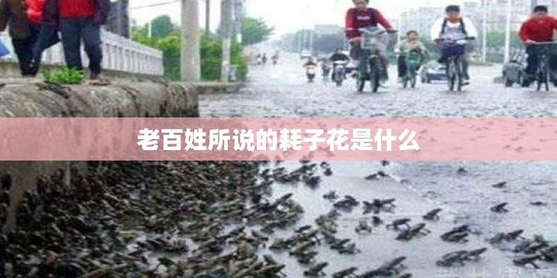 老百姓所说的耗子花是什么