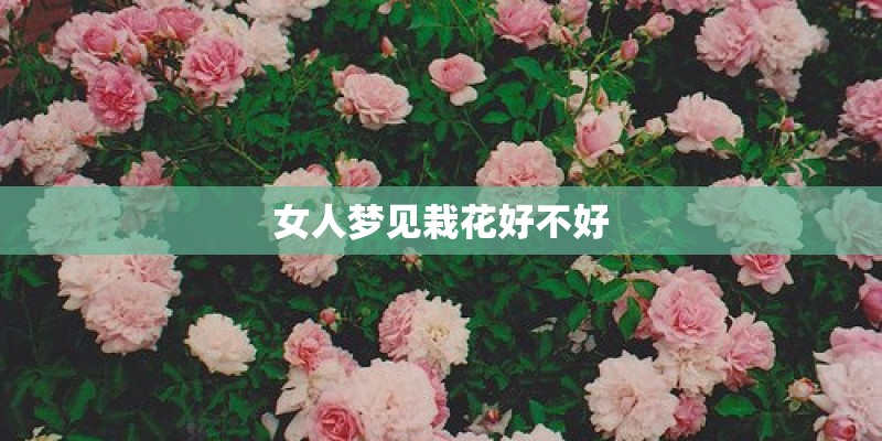 女人梦见栽花好不好