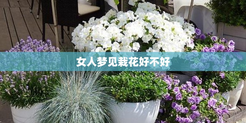 女人梦见栽花好不好