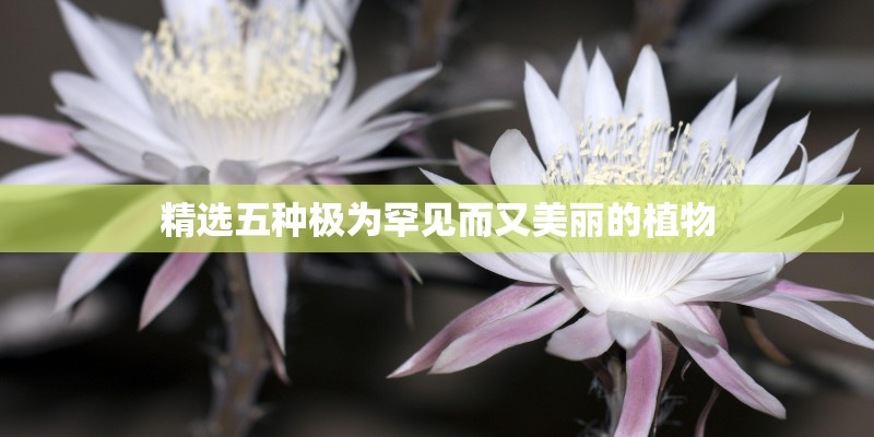 精选五种极为罕见而又美丽的植物