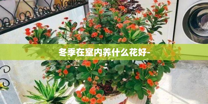 冬季在室内养什么花好-