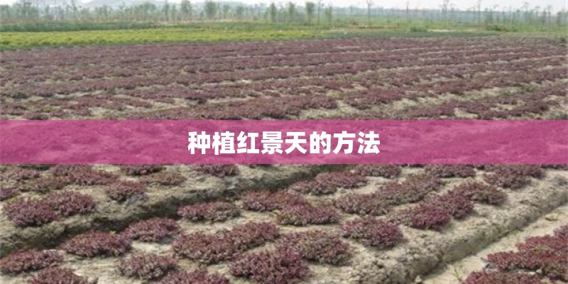 种植红景天的方法