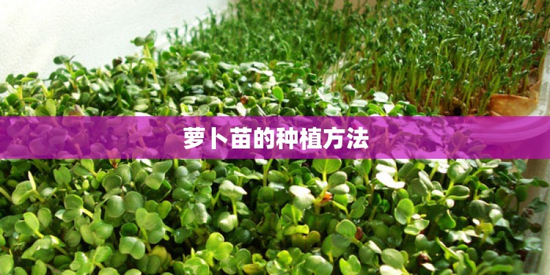 萝卜苗的种植方法 萝卜苗的种植方法