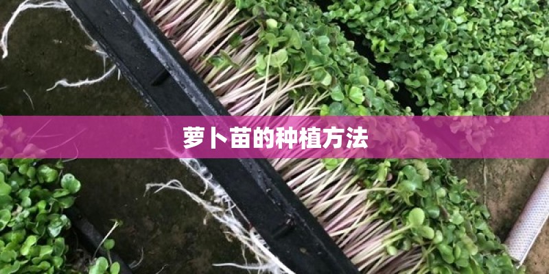 萝卜苗的种植方法 萝卜苗的种植方法