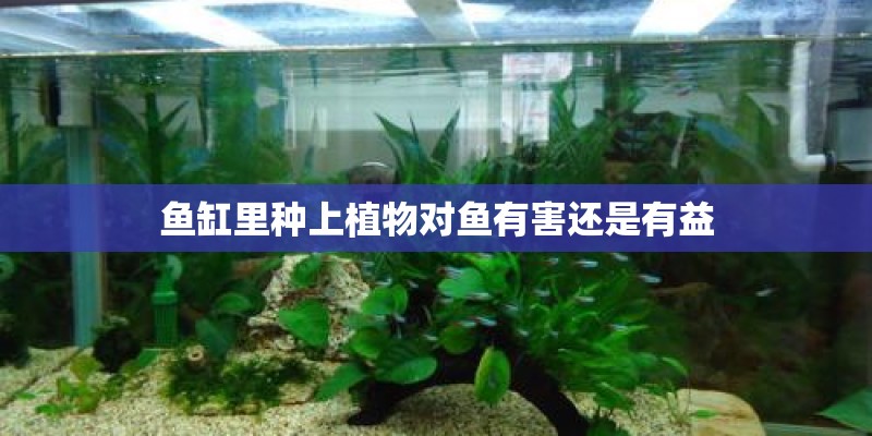 鱼缸里种上植物对鱼有害还是有益