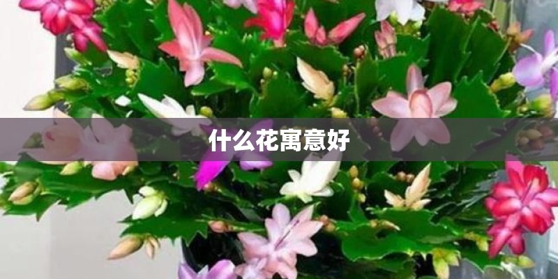 什么花寓意好 什么花寓意好