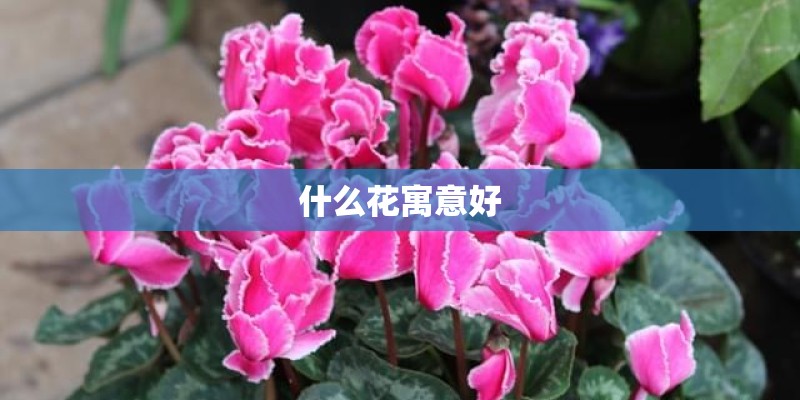 什么花寓意好 什么花寓意好