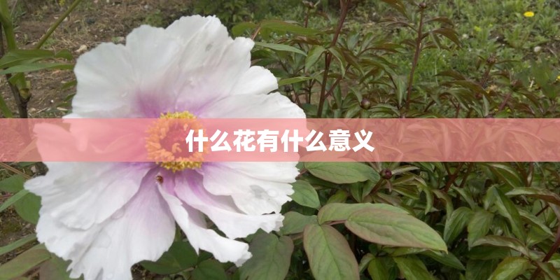 什么花有什么意义