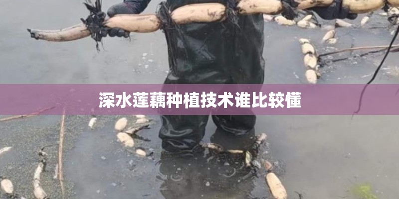 深水莲藕种植技术谁比较懂